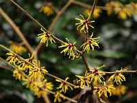 Hamamelis Coombe Wood 2016 01 23 9206